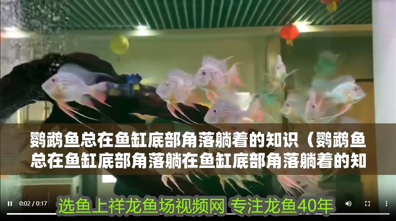 鸚鵡魚總在魚缸底部角落躺著的知識(shí)（鸚鵡魚總在魚缸底部角落躺在魚缸底部角落躺著的知識(shí)）