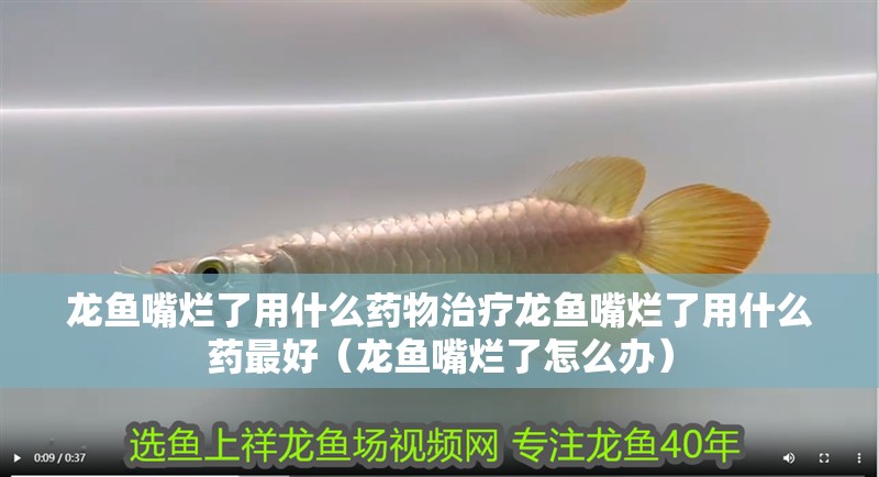 龍魚嘴爛了用什么藥物治療龍魚嘴爛了用什么藥最好（龍魚嘴爛了怎么辦）