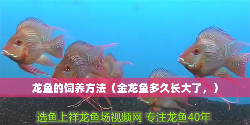 龍魚的飼養方法（金龍魚多久長大了，）