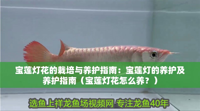寶蓮燈花的栽培與養護指南：寶蓮燈的養護及養護指南（寶蓮燈花怎么養？）