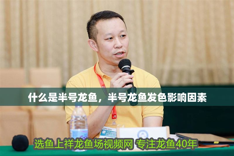 什么是半號龍魚，半號龍魚發色影響因素