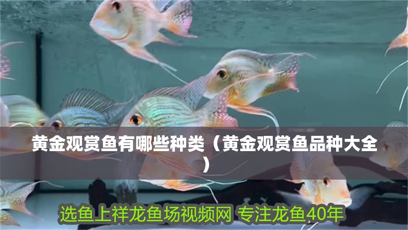 黃金觀賞魚有哪些種類（黃金觀賞魚品種大全）
