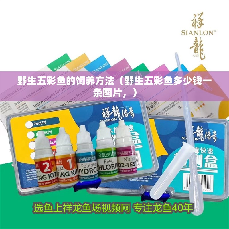 野生五彩魚的飼養方法（野生五彩魚多少錢一條圖片，）