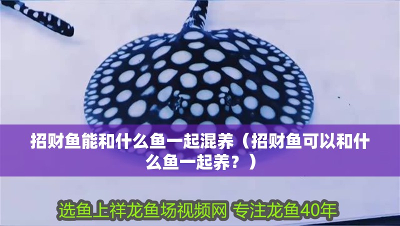 招財魚能和什么魚一起混養（招財魚可以和什么魚一起養？）