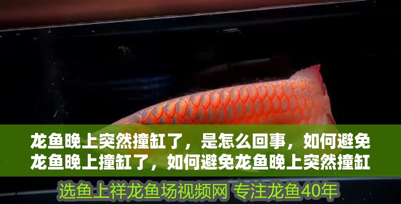龍魚晚上突然撞缸了，是怎么回事，如何避免龍魚晚上撞缸了，如何避免龍魚晚上突然撞缸