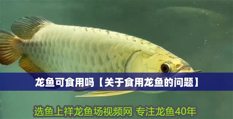龍魚可食用嗎【關(guān)于食用龍魚的問題】