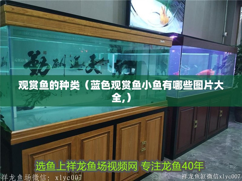 觀賞魚的種類（藍(lán)色觀賞魚小魚有哪些圖片大全,）