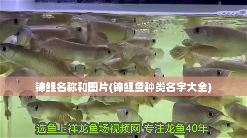 錦鯉名稱和圖片(錦鯉魚種類名字大全)