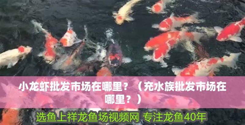 小龍蝦批發市場在哪里？（充水族批發市場在哪里？）