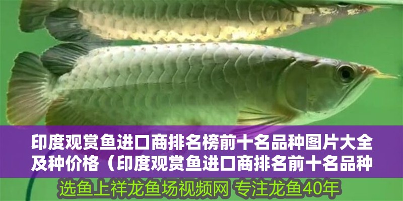 印度觀賞魚進口商排名榜前十名品種圖片大全及種價格（印度觀賞魚進口商排名前十名品種圖片大全及價格圖片大全）