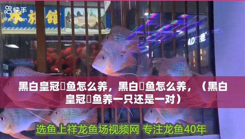 黑白皇冠魟魚怎么養，黑白魟魚怎么養，（黑白皇冠魟魚養一只還是一對）