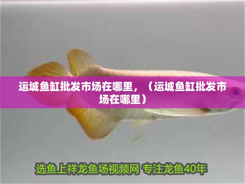 運城魚缸批發市場在哪里，（運城魚缸批發市場在哪里） 運城魚缸批發市場在哪里，（運城魚缸批發市場在哪里） 觀賞魚百科