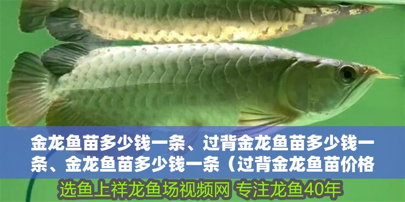 金龍魚苗多少錢一條、過背金龍魚苗多少錢一條、金龍魚苗多少錢一條（過背金龍魚苗價格）