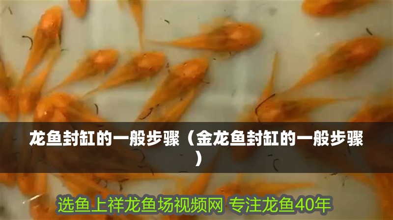 龍魚封缸的一般步驟（金龍魚封缸的一般步驟）