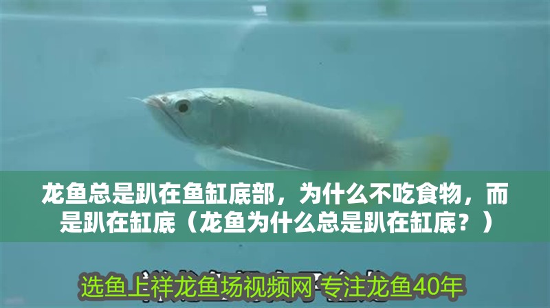 龍魚總是趴在魚缸底部，為什么不吃食物，而是趴在缸底（龍魚為什么總是趴在缸底？）