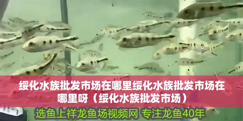 綏化水族批發市場在哪里綏化水族批發市場在哪里呀（綏化水族批發市場）