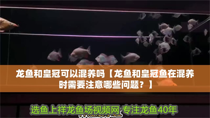 龍魚和皇冠可以混養(yǎng)嗎【龍魚和皇冠魚在混養(yǎng)時(shí)需要注意哪些問題？】