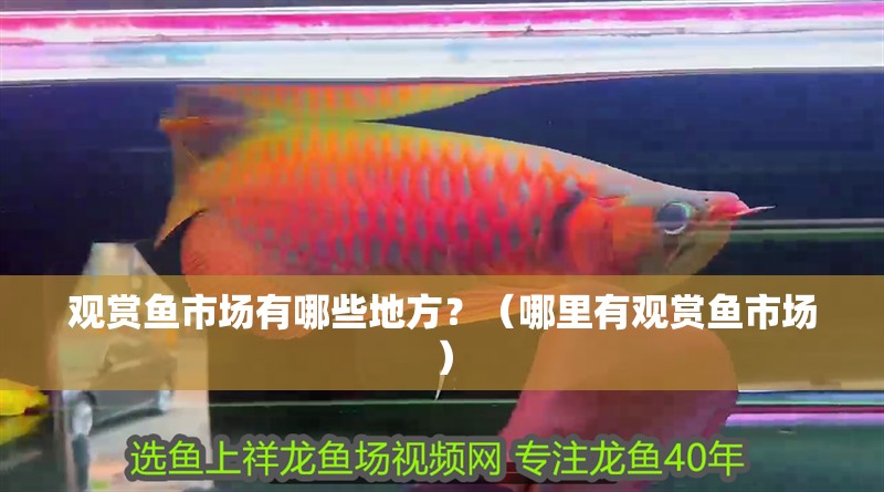 觀賞魚市場有哪些地方？（哪里有觀賞魚市場）