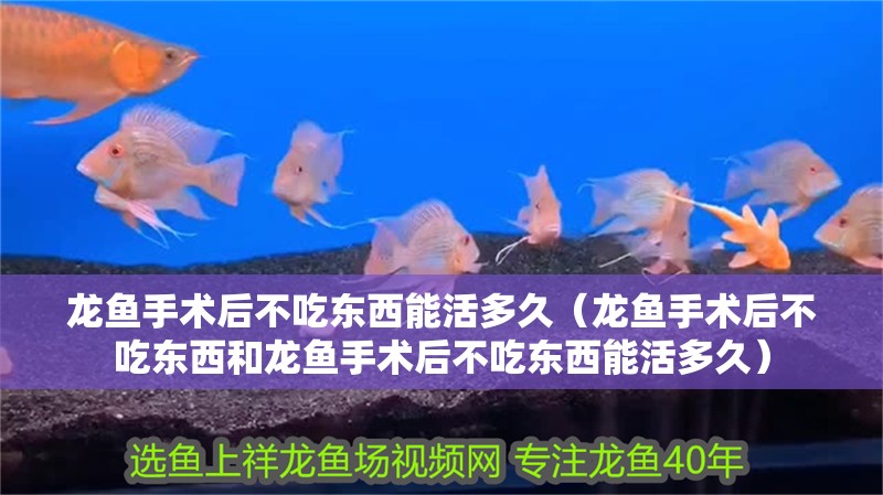 龍魚手術后不吃東西能活多久（龍魚手術后不吃東西和龍魚手術后不吃東西能活多久）