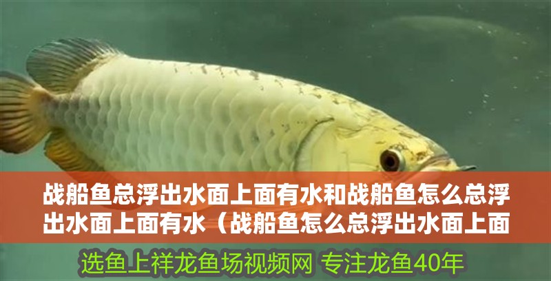 戰船魚總浮出水面上面有水和戰船魚怎么總浮出水面上面有水（戰船魚怎么總浮出水面上面有水）