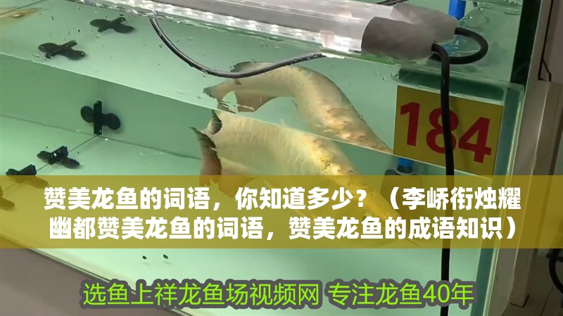 贊美龍魚的詞語，你知道多少？（李嶠銜燭耀幽都贊美龍魚的詞語，贊美龍魚的成語知識）