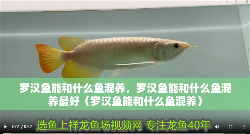 羅漢魚(yú)能和什么魚(yú)混養(yǎng)，羅漢魚(yú)能和什么魚(yú)混養(yǎng)最好（羅漢魚(yú)能和什么魚(yú)混養(yǎng)）