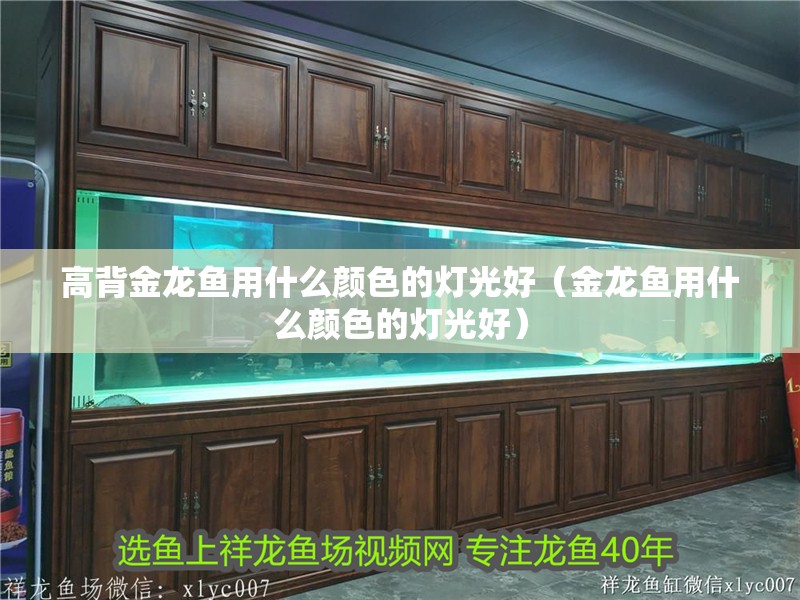 高背金龍魚用什么顏色的燈光好（金龍魚用什么顏色的燈光好）