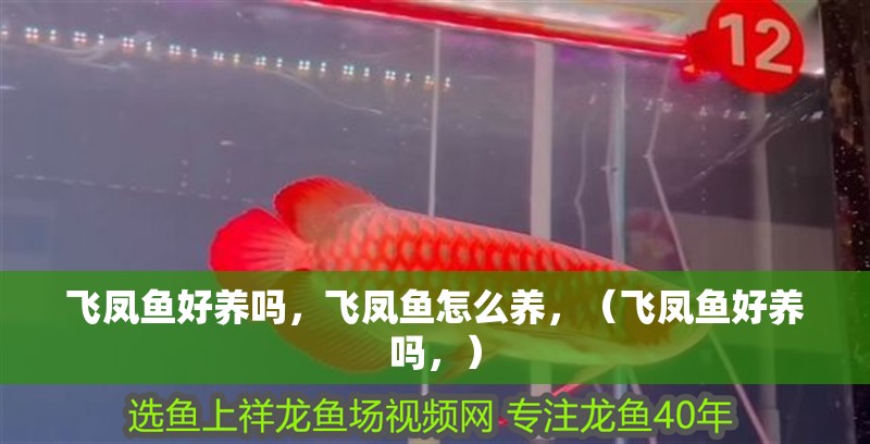 飛鳳魚好養嗎，飛鳳魚怎么養，（飛鳳魚好養嗎，）