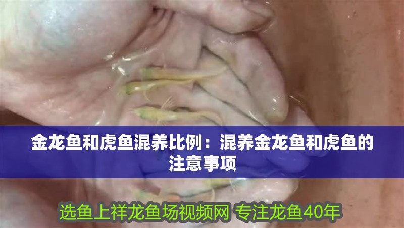 金龍魚和虎魚混養(yǎng)比例：混養(yǎng)金龍魚和虎魚的注意事項(xiàng)