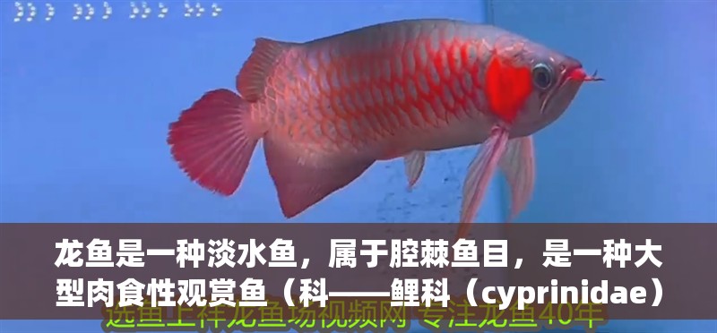 龍魚(yú)是一種淡水魚(yú)，屬于腔棘魚(yú)目，是一種大型肉食性觀賞魚(yú)（科——鯉科（cyprinidae））