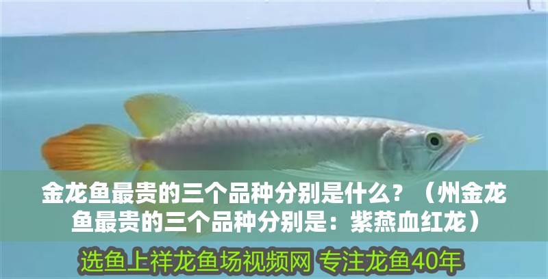金龍魚(yú)最貴的三個(gè)品種分別是什么？（州金龍魚(yú)最貴的三個(gè)品種分別是：紫燕血紅龍）