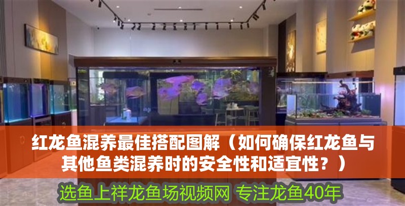 紅龍魚混養最佳搭配圖解（如何確保紅龍魚與其他魚類混養時的安全性和適宜性？）