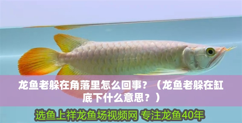 龍魚老躲在角落里怎么回事？（龍魚老躲在缸底下什么意思？）