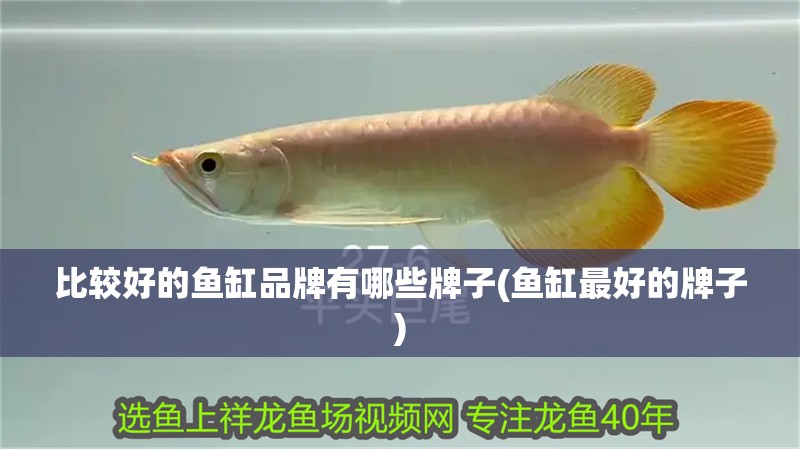 比較好的魚缸品牌有哪些牌子(魚缸最好的牌子)