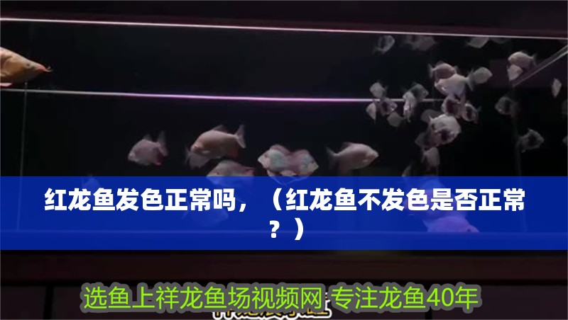 紅龍魚發(fā)色正常嗎，（紅龍魚不發(fā)色是否正常？）
