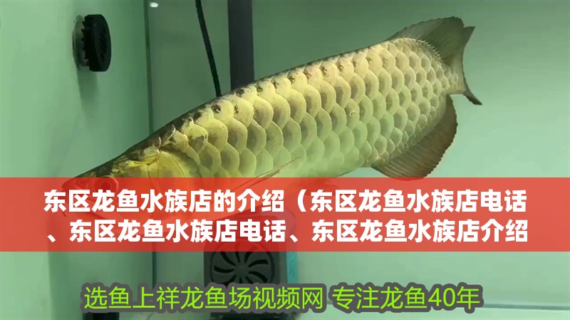 東區(qū)龍魚(yú)水族店的介紹（東區(qū)龍魚(yú)水族店電話、東區(qū)龍魚(yú)水族店電話、東區(qū)龍魚(yú)水族店介紹）