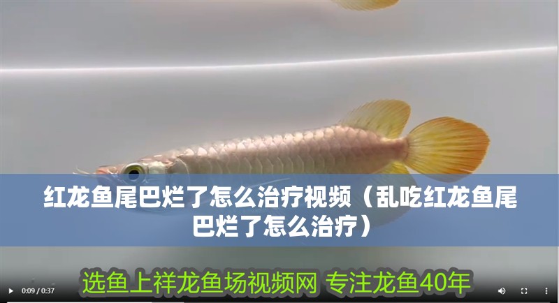 紅龍魚尾巴爛了怎么治療視頻（亂吃紅龍魚尾巴爛了怎么治療）