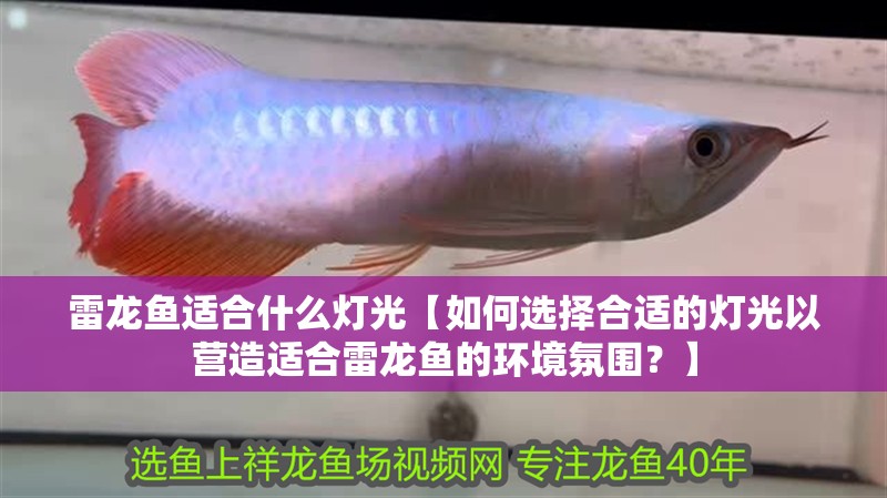 雷龍魚適合什么燈光【如何選擇合適的燈光以營造適合雷龍魚的環境氛圍？】