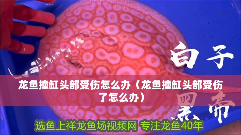 龍魚撞缸頭部受傷怎么辦（龍魚撞缸頭部受傷了怎么辦）