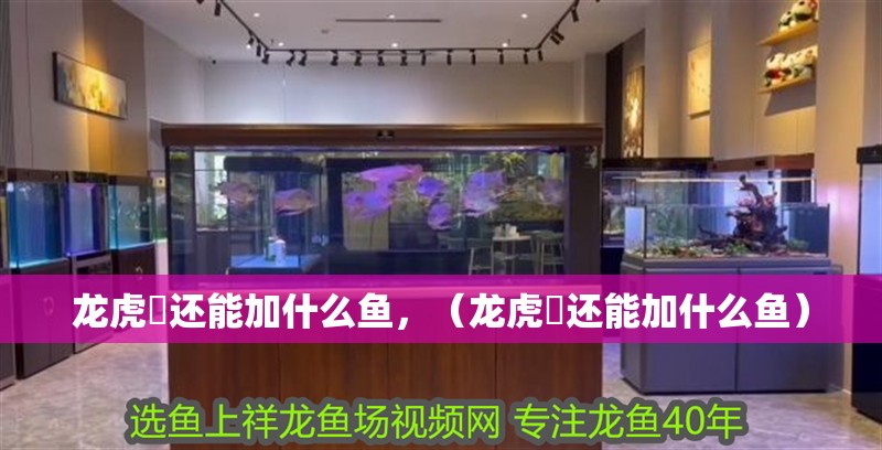 龍虎魟還能加什么魚，（龍虎魟還能加什么魚）