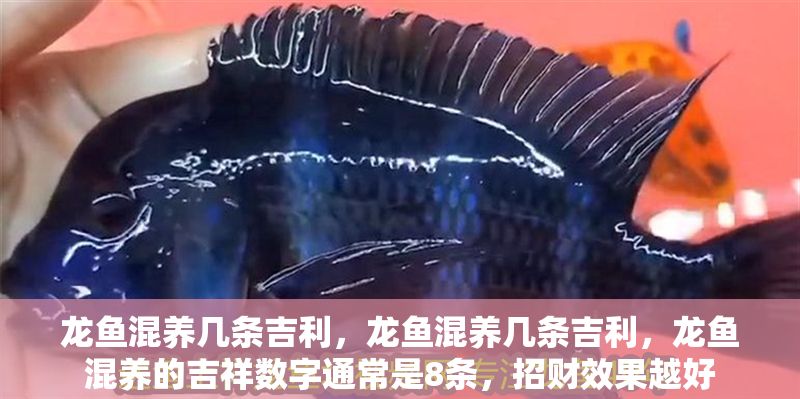龍魚混養幾條吉利，龍魚混養幾條吉利，龍魚混養的吉祥數字通常是8條，招財效果越好