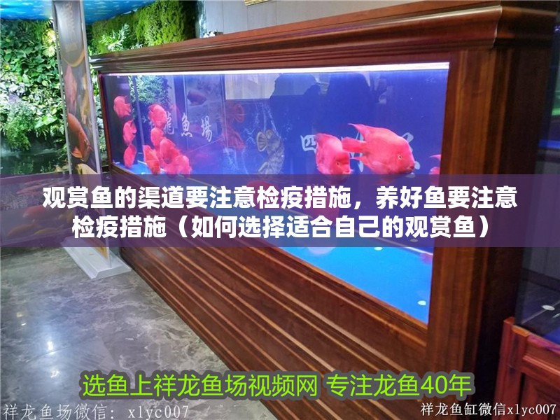 觀賞魚的渠道要注意檢疫措施，養(yǎng)好魚要注意檢疫措施（如何選擇適合自己的觀賞魚）