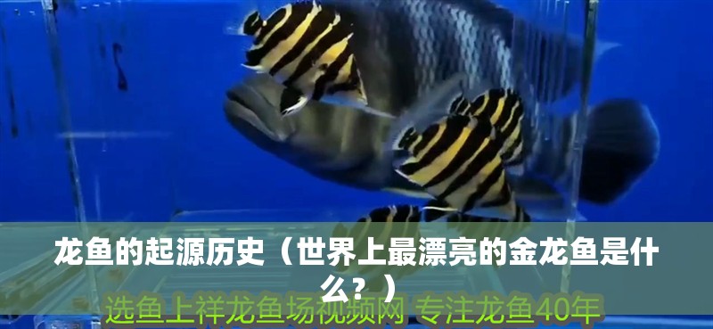 龍魚的起源歷史（世界上最漂亮的金龍魚是什么？）