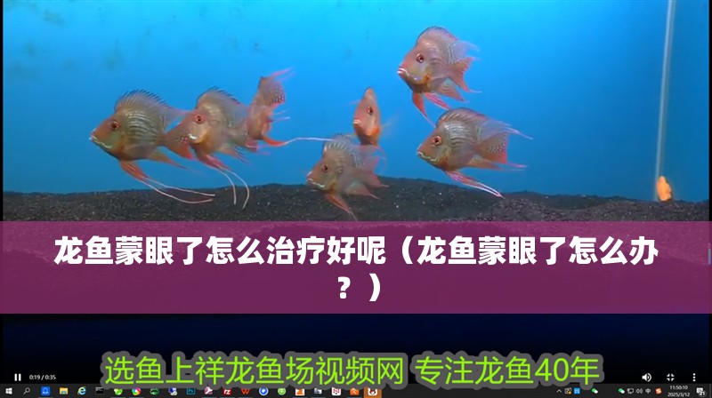 龍魚蒙眼了怎么治療好呢（龍魚蒙眼了怎么辦？）