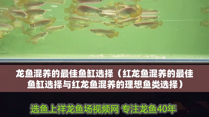 龍魚混養的最佳魚缸選擇（紅龍魚混養的最佳魚缸選擇與紅龍魚混養的理想魚類選擇）