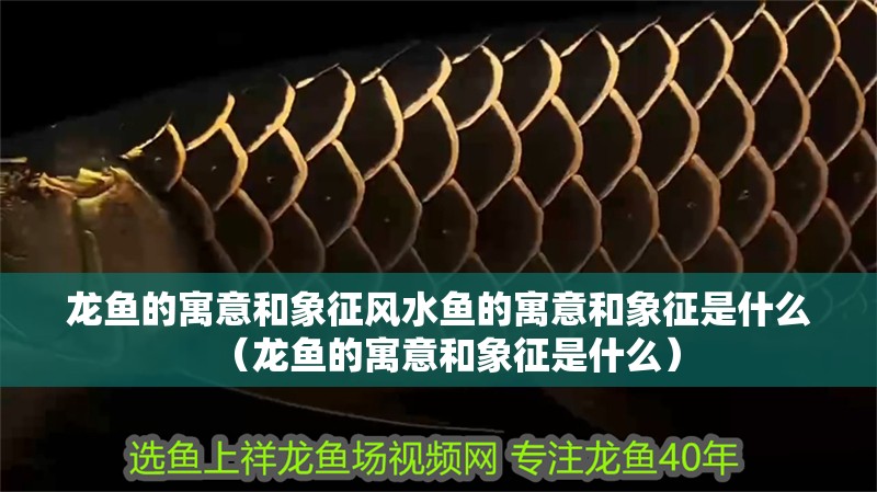 龍魚的寓意和象征風(fēng)水魚的寓意和象征是什么（龍魚的寓意和象征是什么）