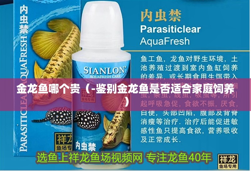 金龍魚哪個(gè)貴（-鑒別金龍魚是否適合家庭飼養(yǎng)）