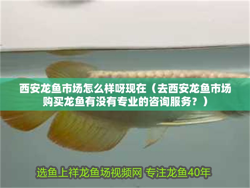 西安龍魚市場怎么樣呀現在（去西安龍魚市場購買龍魚有沒有專業的咨詢服務？）