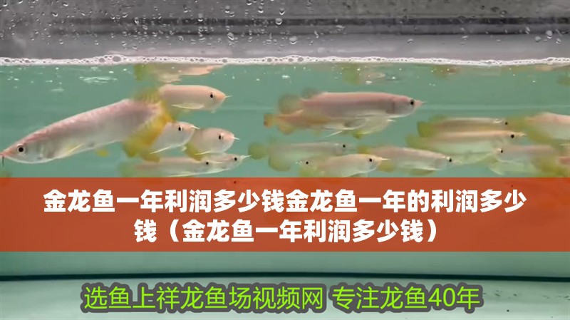 金龍魚一年利潤(rùn)多少錢金龍魚一年的利潤(rùn)多少錢(金龍魚一年利潤(rùn)多少錢) 觀賞魚百科 第2張 金龍魚一年利潤(rùn)多少錢金龍魚一年的利潤(rùn)多少錢(金龍魚一年利潤(rùn)多少錢) 金龍魚一年利潤(rùn)多少錢金龍魚一年的利潤(rùn)多少錢(金龍魚一年利潤(rùn)多少錢) 觀賞魚百科 第2張