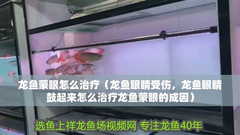 龍魚蒙眼怎么治療（龍魚眼睛受傷，龍魚眼睛鼓起來怎么治療龍魚蒙眼的成因）